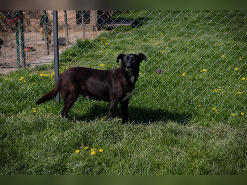 Benek: Träumt von einem Zuhause