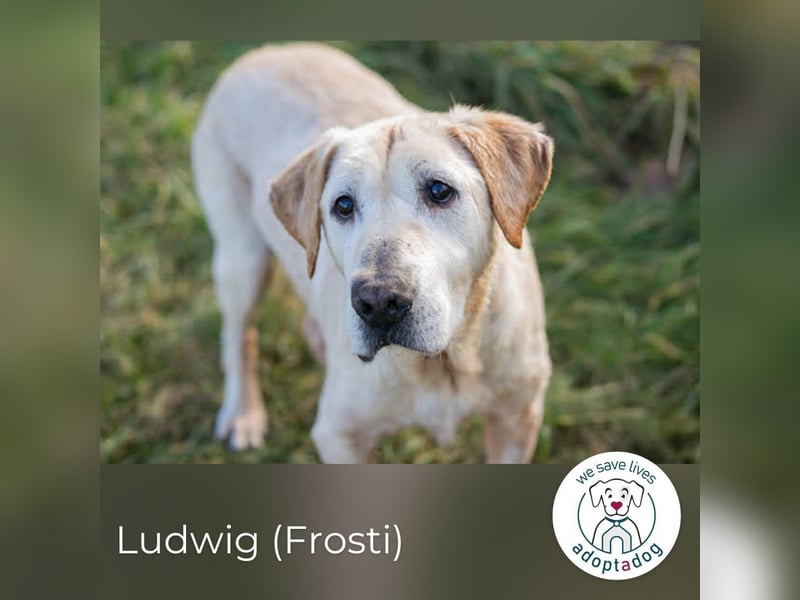 Ludwig 2158732 sucht ein Zuhause