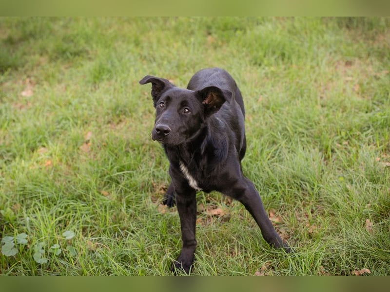 Chip 289801 sucht ein Zuhause