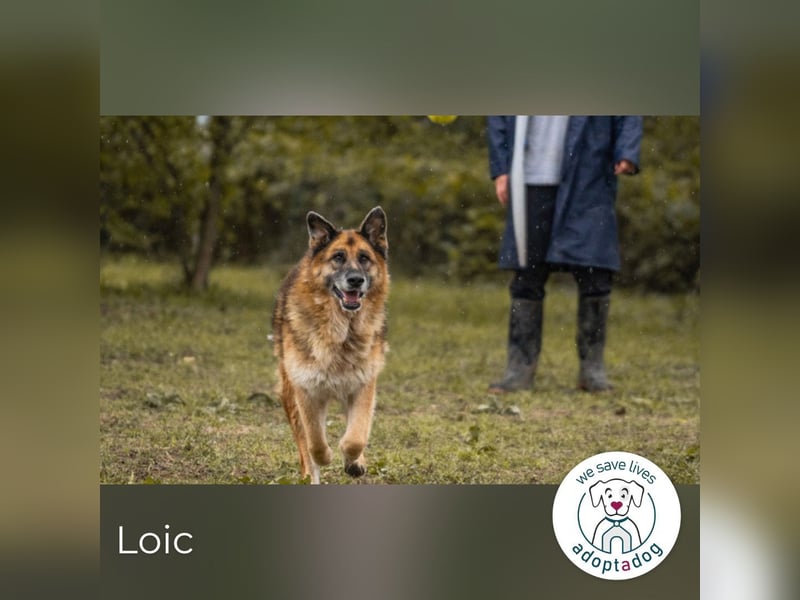 Loic: Dein Partner mit der grauen Schnauze