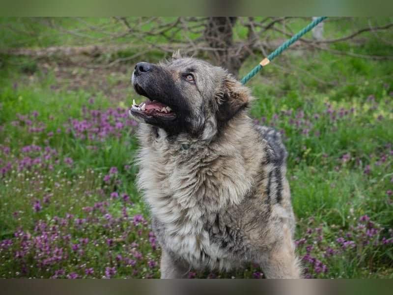 Skadi wartet auf ein neues Leben