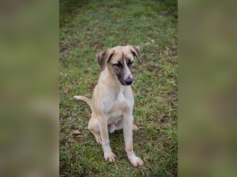 Gunter sucht ein Zuhause