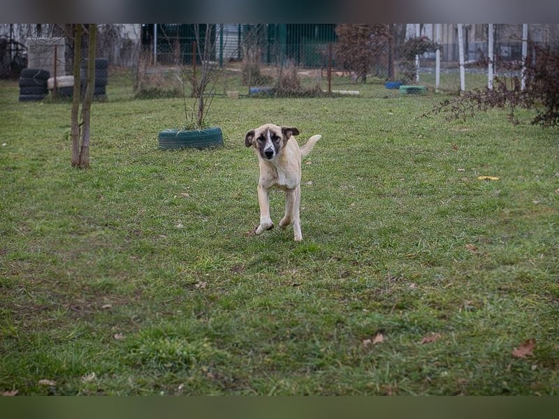 Gunter sucht ein Zuhause