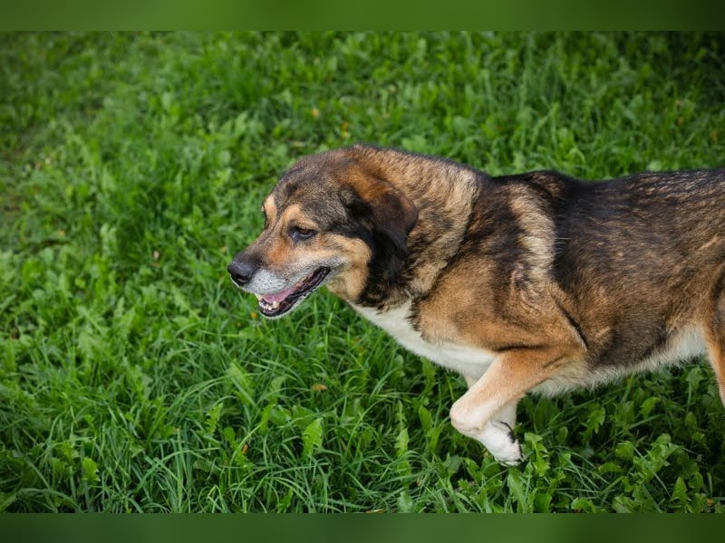 Casimir: Lieber Rüde