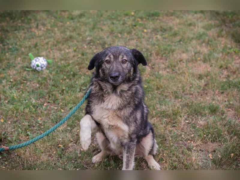 Chip 283506 sucht ein Zuhause