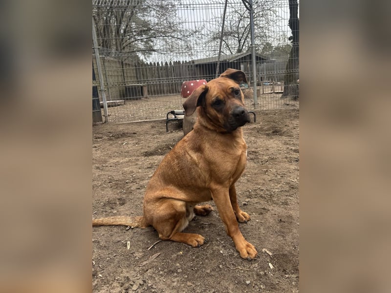 Fjella 240004 sucht ein zu Hause