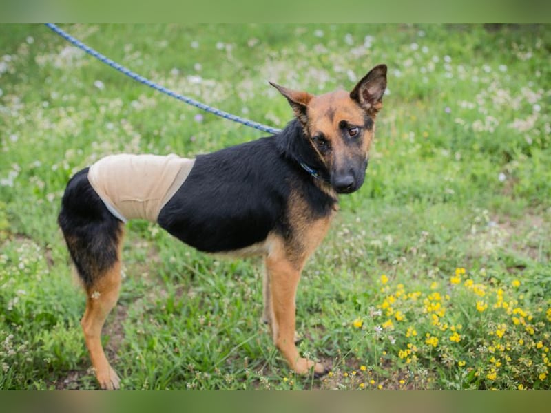 Nayra: Ein Herz auf drei Pfoten