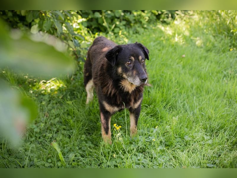 Elwood sucht ein Zuhause