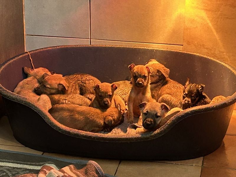 Cassy sucht ein Zuhause