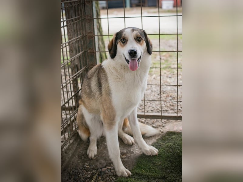 Chip 256646 sucht ein Zuhause