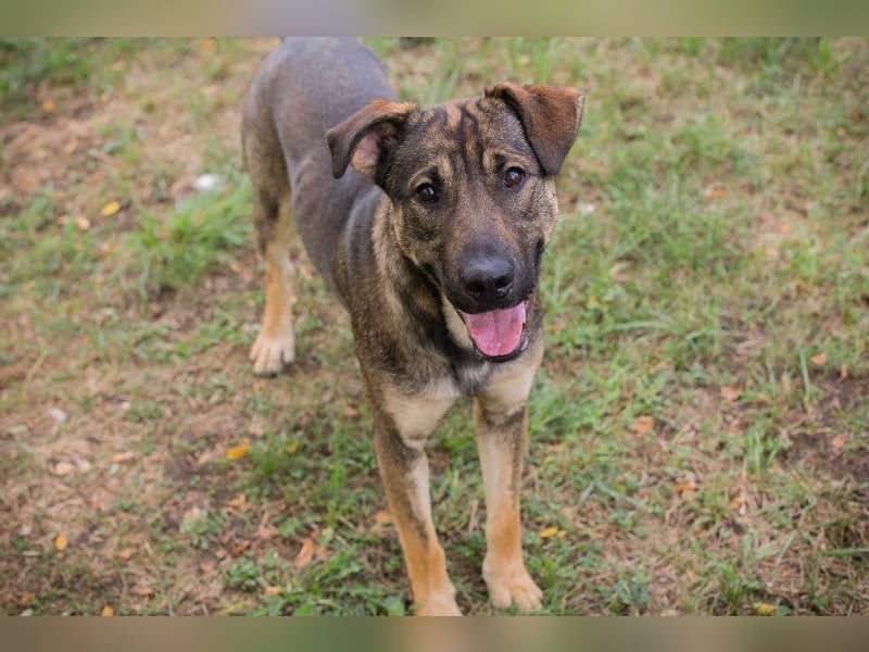 Dobby: Treuer Begleiter