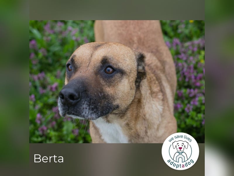 Berta 2176212 sucht ein zu Hause