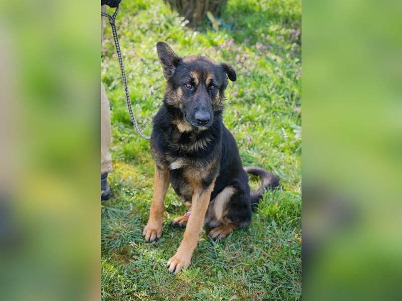 Dinero sucht ein Zuhause