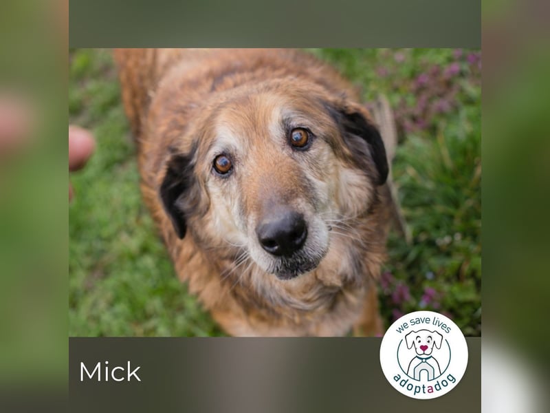 Mick: Sanfter Senior mit Charme
