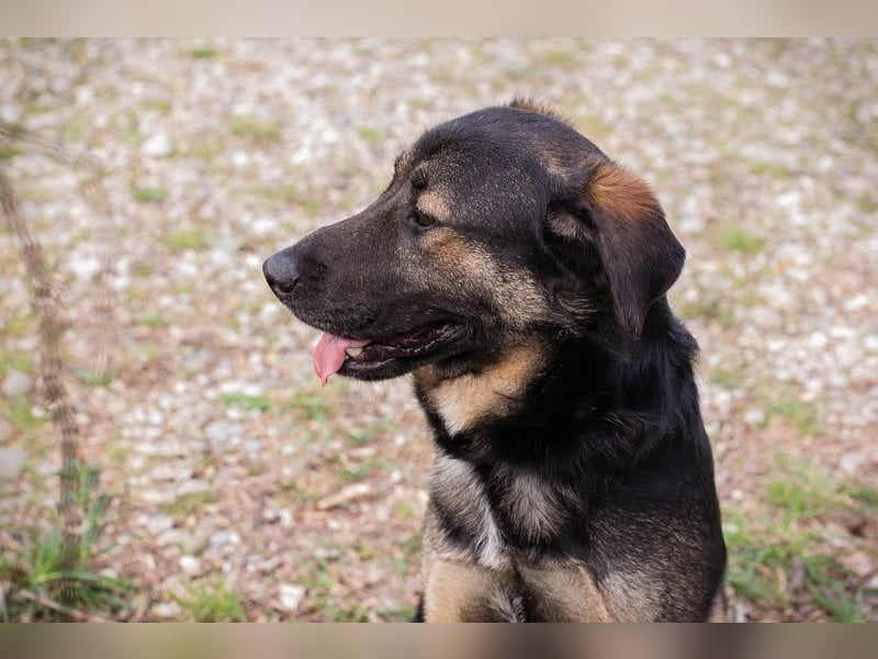 Maxi: Sonnenschein auf vier Beinen