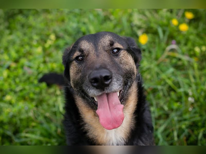 Maxi: Sonnenschein auf vier Beinen