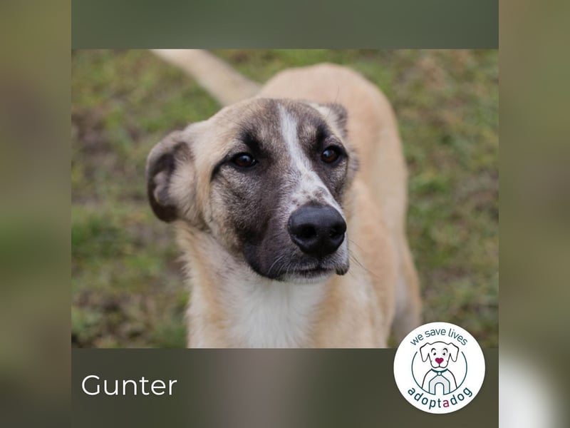 Gunter sucht ein Zuhause