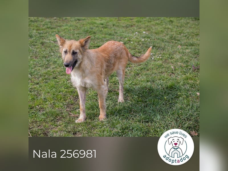 Nala: Fröhlich und kooperativ