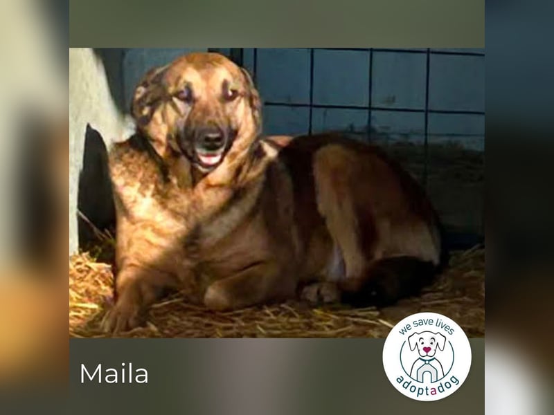 Maila 2159858 sucht ein zu Hause