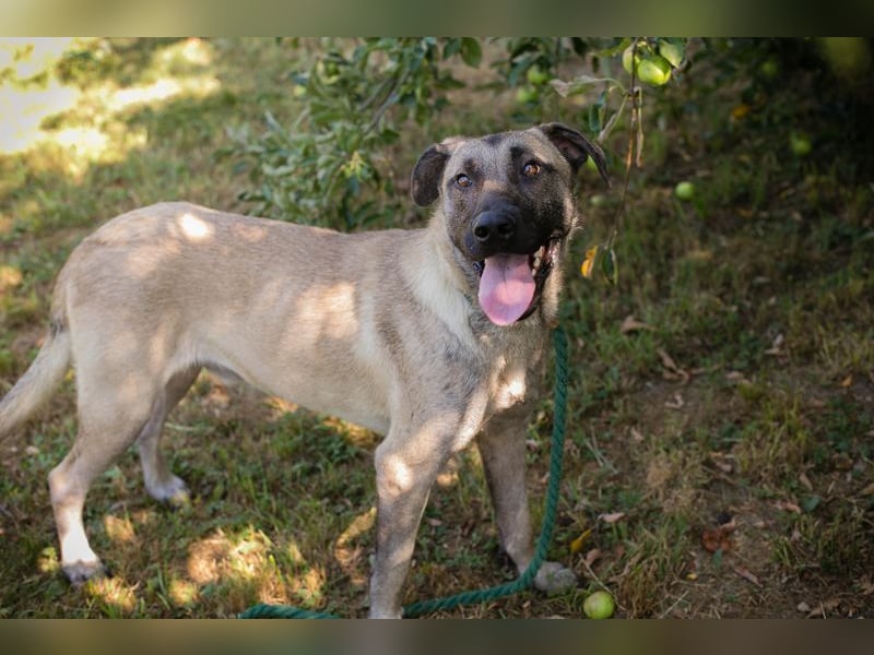 Atila sucht ein Zuhause
