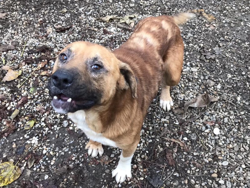 Pepe: Liebevoller Rüde