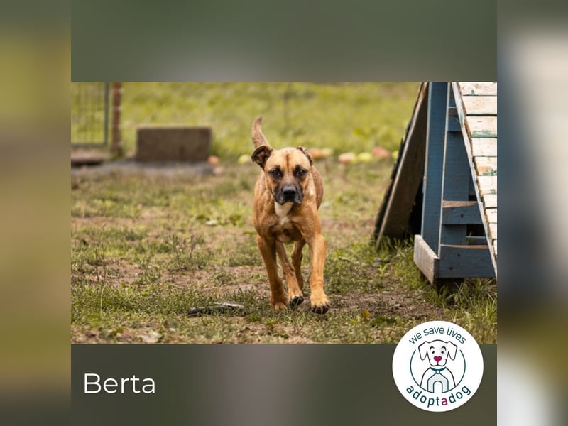 Berta 2176212 sucht ein zu Hause