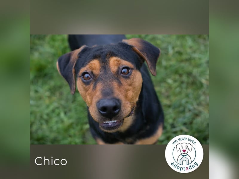 Chico – Sucht aktive Menschen!