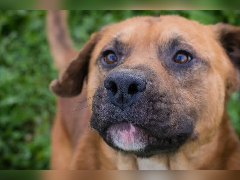 Pepe: Liebevoller Rüde