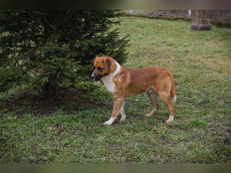 Basco: Kämpferherz sucht Liebe