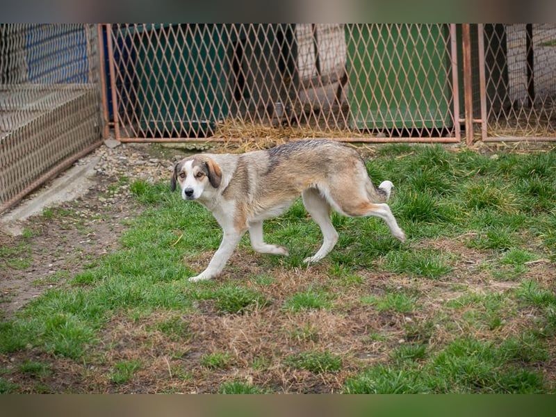 Chip 256646 sucht ein Zuhause