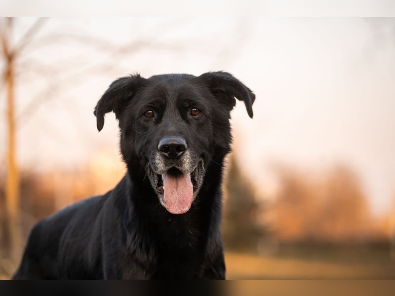 Hans: Neugieriger Rüde liebt Snacks