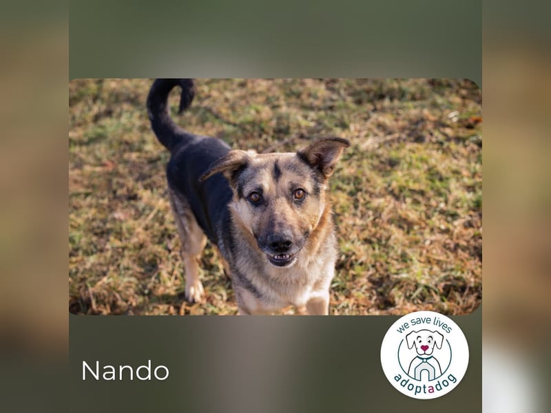 Nando: Spielgefährte gesucht!