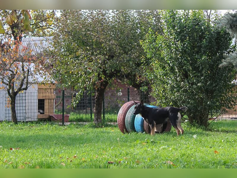 Duster: Sanfter Freund auf vier Pfoten