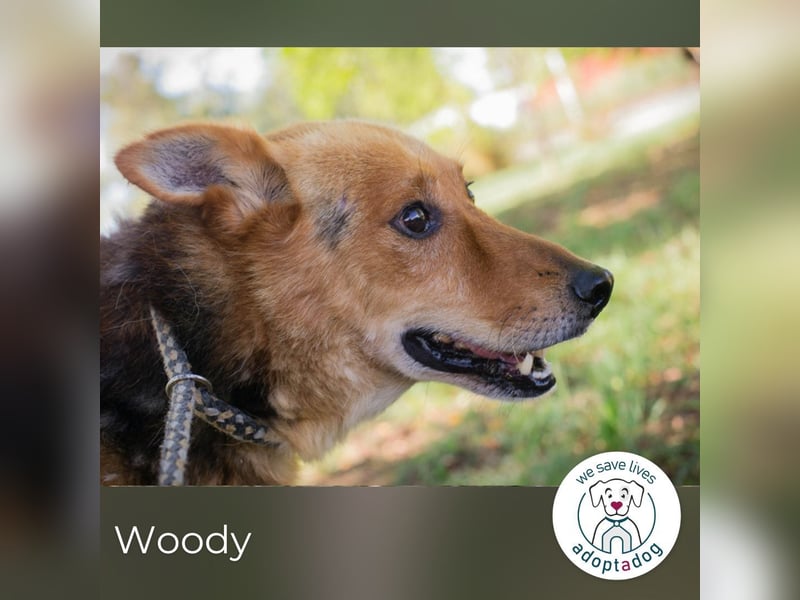 Woody 265333 sucht ein zu Hause