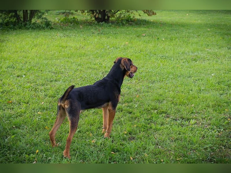 Rico: Findet der kleine Sausewind bei dir seinen Platz?