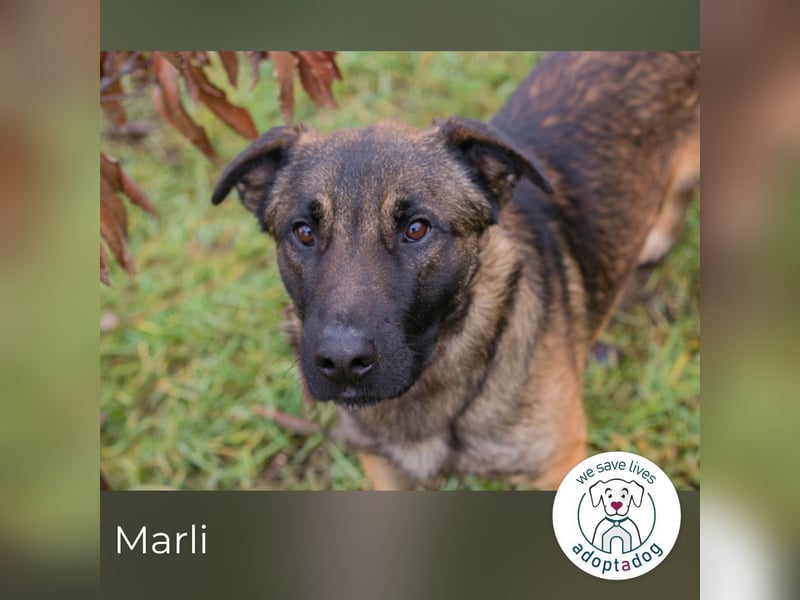 Marli sucht seine Menschen