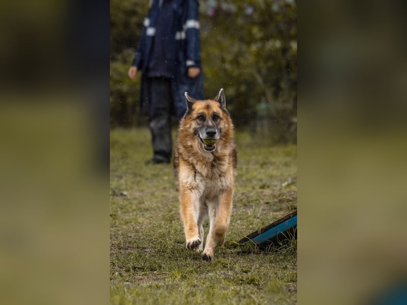 Loic: Dein Partner mit der grauen Schnauze