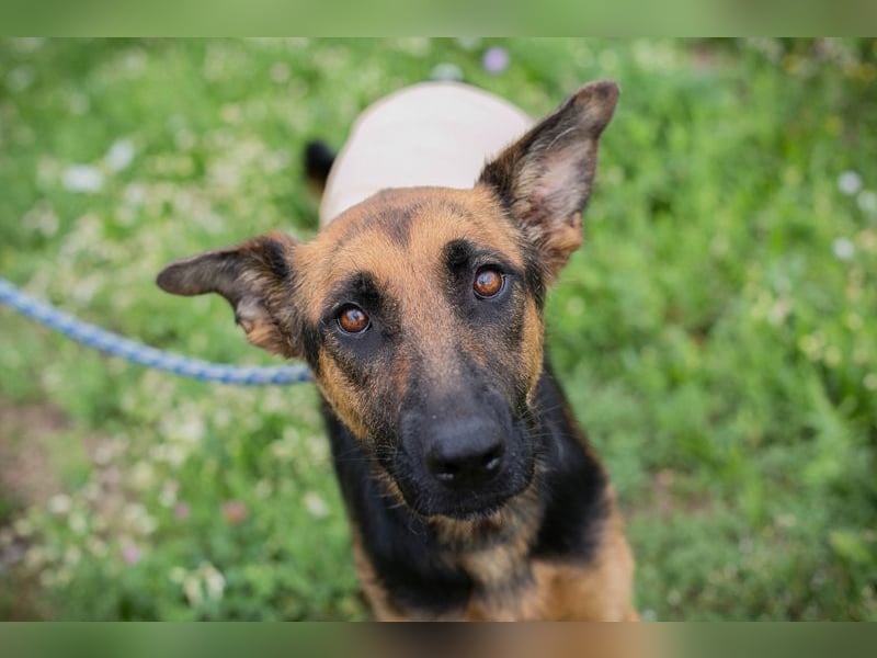 Nayra: Ein Herz auf drei Pfoten