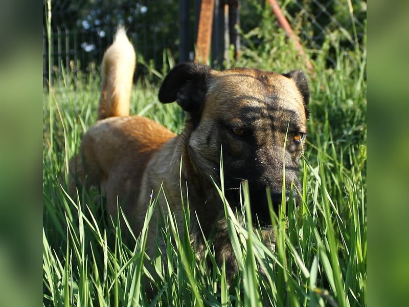 Santos: Aktiv mit grauer Schnauze