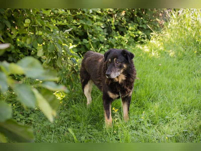 Elwood sucht ein Zuhause