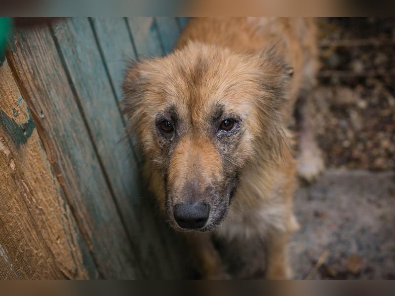 Nala sucht ein Zuhause