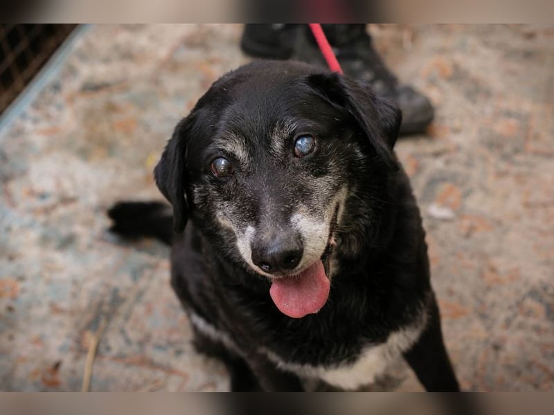 Rolfi sucht ein Zuhause