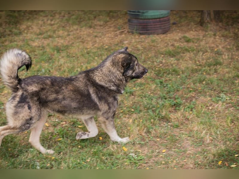 Chip 283506 sucht ein Zuhause