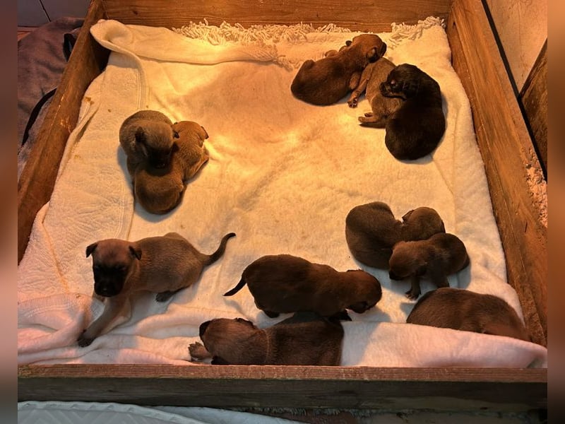 Cassy sucht ein Zuhause