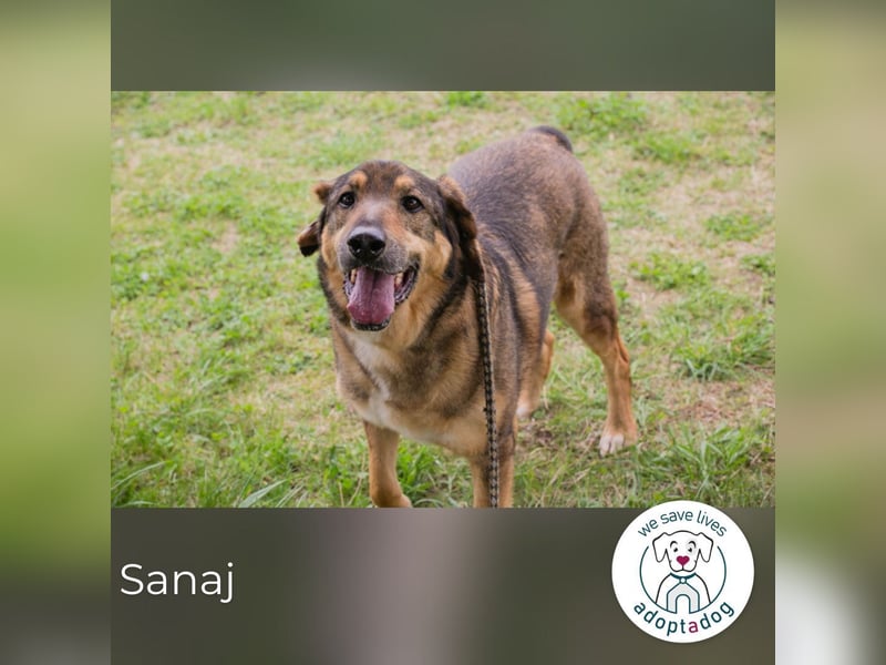 Sanaj 831820 sucht ein zu Hause