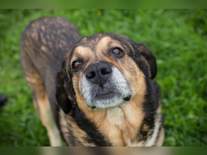 Casimir: Lieber Rüde