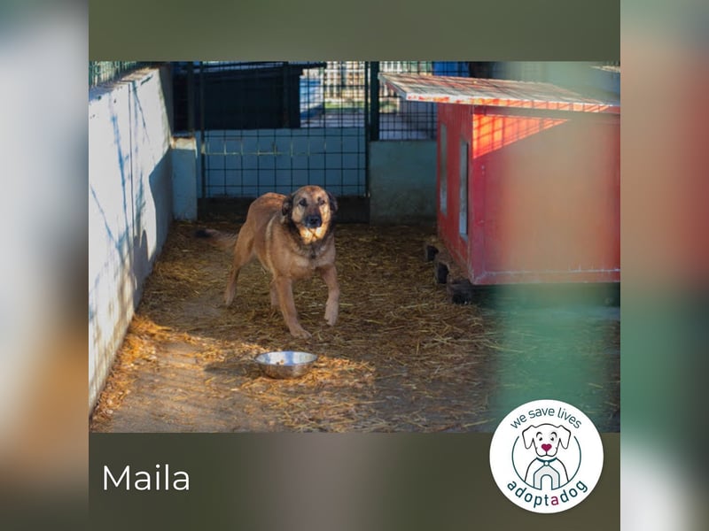 Maila 2159858 sucht ein zu Hause