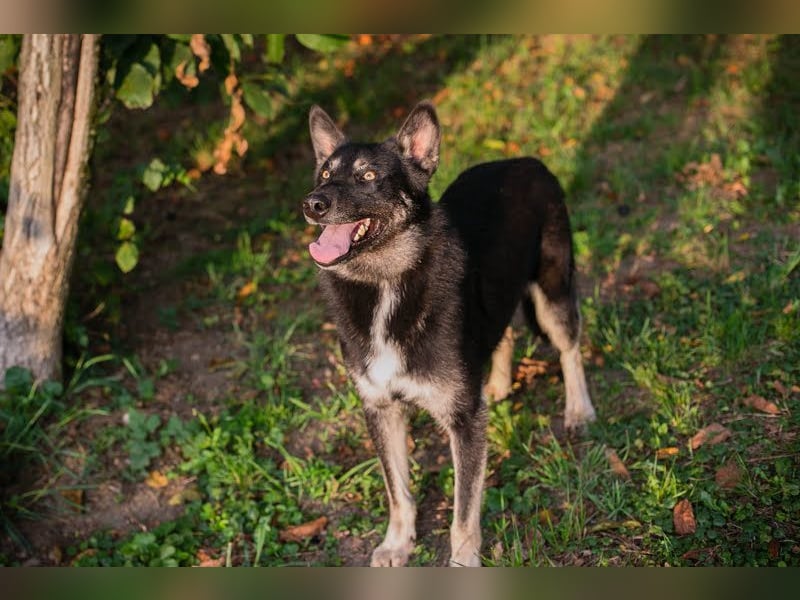 Yondu: Herziger, aktiver Rüde mit kleinem Handicap