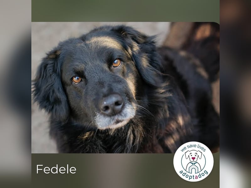 Fedele wartet auf sein Glück