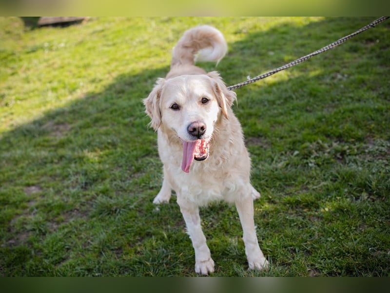 Sam sucht ein Zuhause